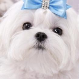 Casper - Maltese