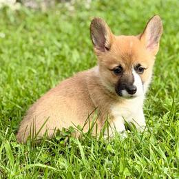 Red girl 3 - Red female Pembroke Welsh Corgi puppy in Rochester, Indiana from Stacy’s Pembroke Welsh Corgis