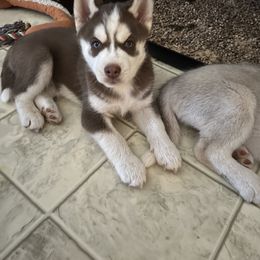 Siberian Husky Puppies from Final Siberians