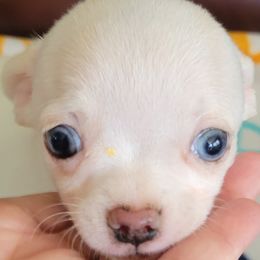 Chihuahua All Grown Up from Bono's  Chihuahuas LLC