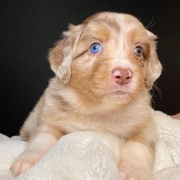 TONI - Red merle female Australian Shepherd puppy in Hayward, California from Grissom’s Aussies