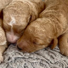 Meg - Apricot female Goldendoodle puppy in Pensacola, Florida from Goldendoodles Love You in Pensacola Friend Edition