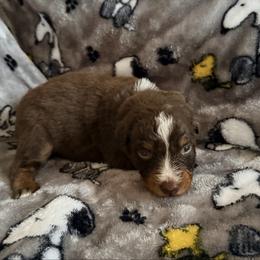 Jan - Red tri-color female Australian Shepherd puppy in Atkinson, Illinois from Diamond Ridge Aussies