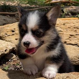 Oakley - Black and tan female Pembroke Welsh Corgi puppy in Stephenville, Texas from Rising JM Pembrokes