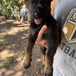 Green Collar - Sable female German Shepherd puppy in Cleburne, Texas from vom großen Staat