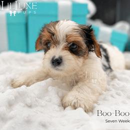 Hayes - male Yorkshire Terrier puppy in Scottsdale, Arizona from Lil Luxe Pups