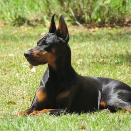 Doberman Pinschers from Got My Back Dobermans