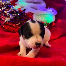 Boy 1 - White and black male Russell Terrier puppy in Jerome, Idaho from Jerome Russell Terriers