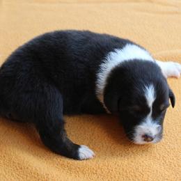 Tuscan - Black tri-color female Australian Shepherd puppy in Kansas, Oklahoma from Windy G Farm