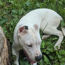 Dogo Argentinos from Diavol Dogos /DoubleD Creek Ranch
