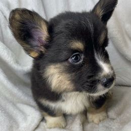 Shock - Black and white male American Corgi puppy in Grants Pass, Oregon from KnR Antler Dogs
