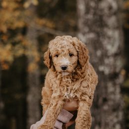 Cali - Goldendoodle puppy in Barnesville, Georgia from Bishop Doodles
