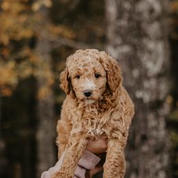 Cali - Goldendoodle puppy in Barnesville, Georgia from Bishop Doodles