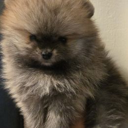 Boy 1 - Cream sable Pomeranian puppy in Fort Lauderdale, Florida from El'Cienna Poms