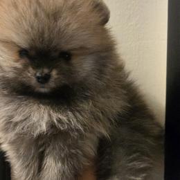 Boy 1 - Cream sable Pomeranian puppy in Fort Lauderdale, Florida from El'Cienna Poms