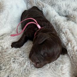 Pink Girl - Brown female Cockapoo puppy in Fort Gibson, Oklahoma from Waggle Doodles