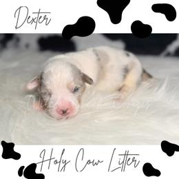 Dexter - Blue merle and white male American Corgi puppy in Greenwood, Indiana from Witch Creek Corgis