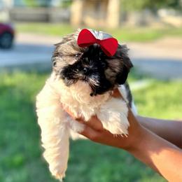 Girl 2 - Liver and white female Shih Tzu puppy in Seguin, Texas from Dolled Up Shih Tzus