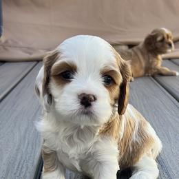 Cavapoo puppies from Utah cavapoos