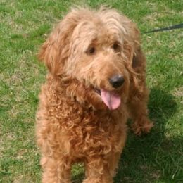 Bella - Goldendoodle