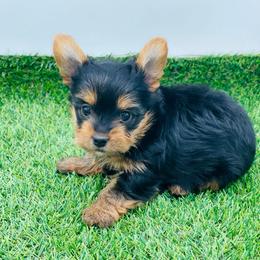 Willis-1500 - Black and tan male Yorkshire Terrier puppy in Douglas, Georgia from Heartland small breeds
