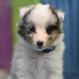 Pixie - Blue merle white and tan female Shetland Sheepdog puppy in Wolcott, Indiana from Southside Shelties