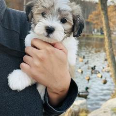 Shichon Puppies from Great Lakes Teddy Bear Dogs