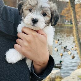 Shichon Puppies from Great Lakes Teddy Bear Dogs