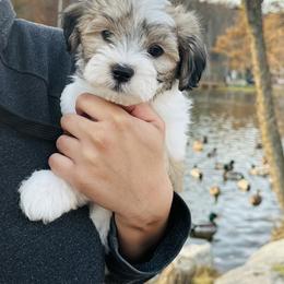 Shichon Puppies from Great Lakes Teddy Bear Dogs