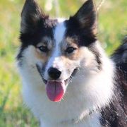 Icelandic Sheepdogs from Hundacres Kennel
