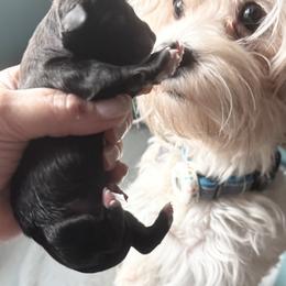 Silver male - Silver male Havanese puppy in East Lansing, Michigan from VanCort's Happy Havanese