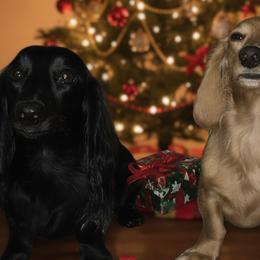 Dachshunds and Poodles from Rosies Doxies CKC