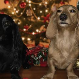 Dachshunds and Poodles from Rosies Doxies CKC