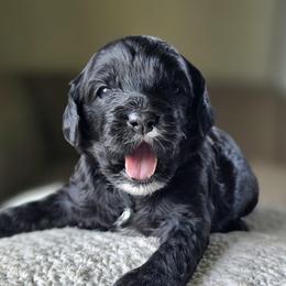 Tuxedo Boy - Black and white male Cavapoo puppy in Almira, Washington from Cavapoo Cuddles