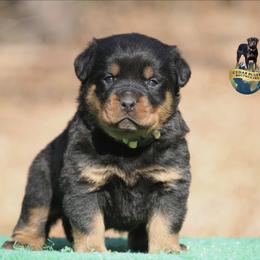 Rhea - Black and mahogany female Rottweiler puppy in Uniontown, Alabama from CedarBluff Rottweilers
