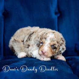Aussiedoodle Puppies from Dani's Dandy Doodles