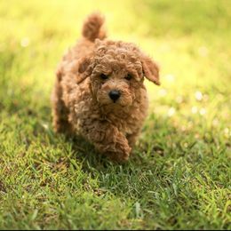 Poodle Puppies from Emerald Mini Poodles