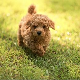 Poodle Puppies from Emerald Mini Poodles