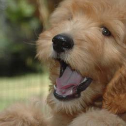 Australian Labradoodles from Lucky Me Labradoodles