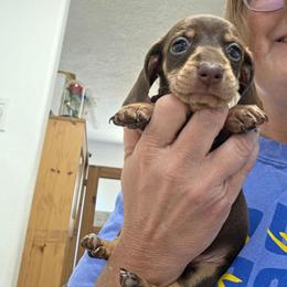 Zyphyrah - Chocolate and cream female Dachshund puppy in Willard, Utah from Simply Sharing Love