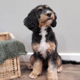 Zoey - Bernedoodle