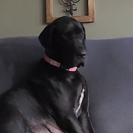 Kira - Great Dane