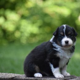 Girl 2 - Black tri-color female Australian Shepherd puppy in Pilot, Virginia from Obsidian Australian Shepherd