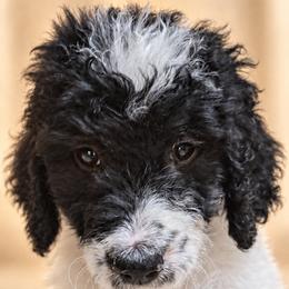 Boy 4 - male Bernedoodle puppy in Henderson, Colorado from Huggable Bernedoodles of Colorado LLC
