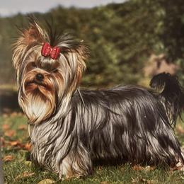 Pyper - Yorkshire Terrier