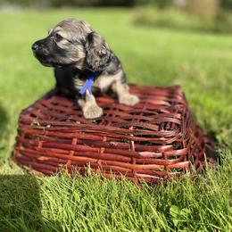 Dachshund Puppies from Northwest Dachshunds