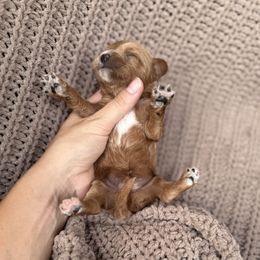 Louis - Red male Cavapoo puppy in Rio Linda, California from VitPom Puppies