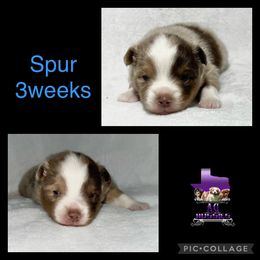 Spur - Toy Australian Shepherd puppy in Jacksonville, Texas from AG Toy & Mini Aussies