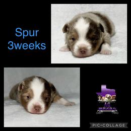 Spur - Toy Australian Shepherd puppy in Jacksonville, Texas from AG Toy & Mini Aussies