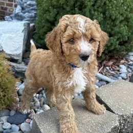 Assorted Doodle Crosses and Aussiedoodle Puppies from Parrish Precious Ones Missouri